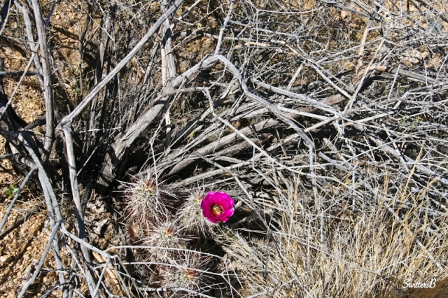 single bloom cactus-Mojave-desert-photography-SwittersB