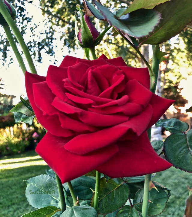 Red rose-long stem-backyard-SwittersB.jpg